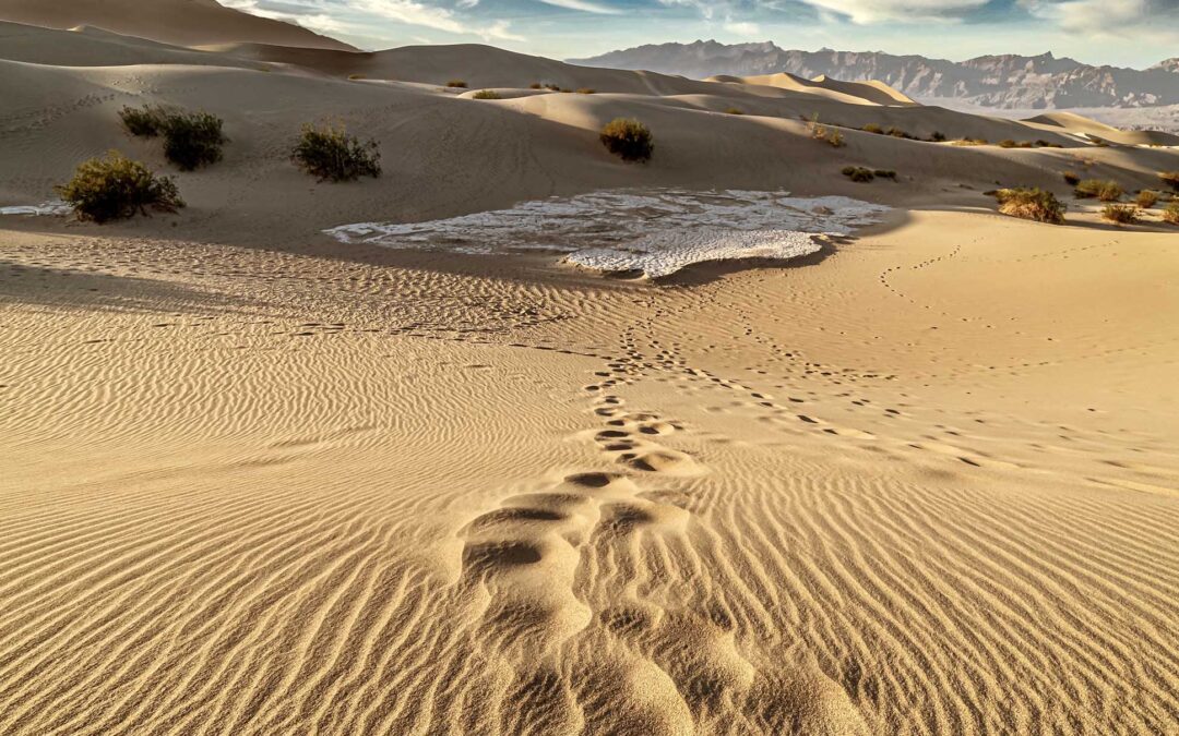 UNA FIESTA EN EL DESIERTO