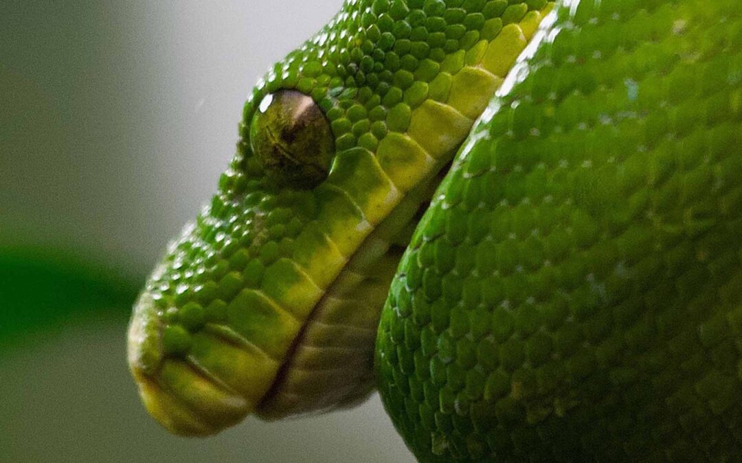 ¿POR QUÉ DIOS NO DESTRUYÓ A SATANÁS?